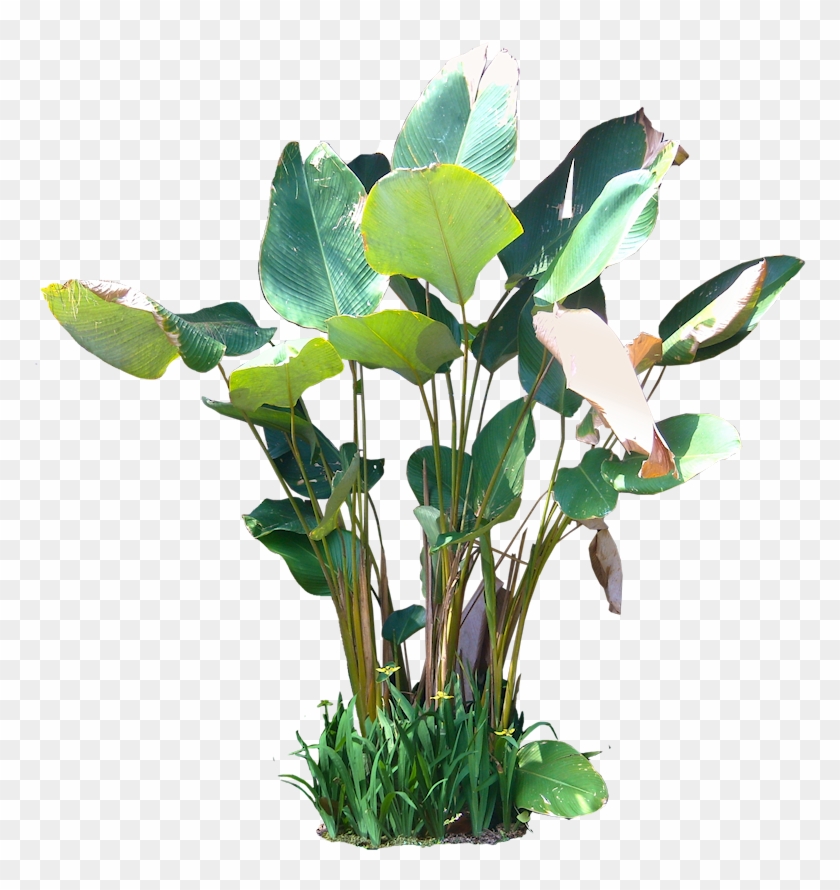 Tropical Plants Png - Calathea Lutea Png Clipart #1026180