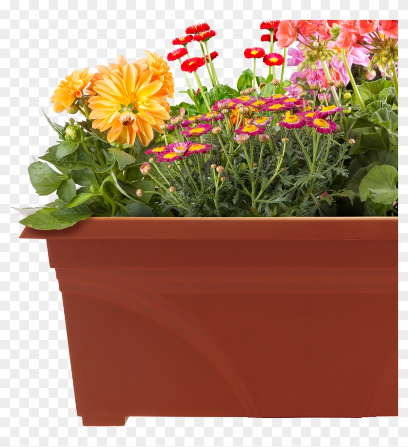 Pots Of Plants Png , Png Download Clipart #1026480