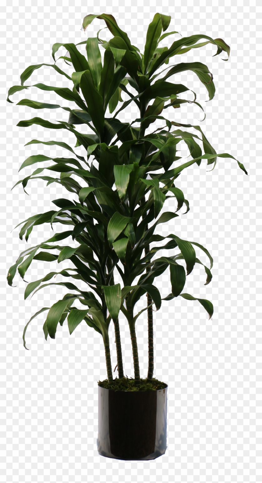 Overview Of The Many Plants We Can Bring To Your Office - Parsons Table Clipart #1026555