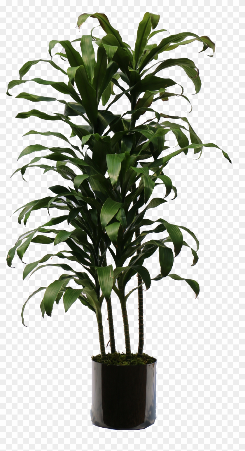Overview Of The Many Plants We Can Bring To Your Office - Parsons Table Clipart