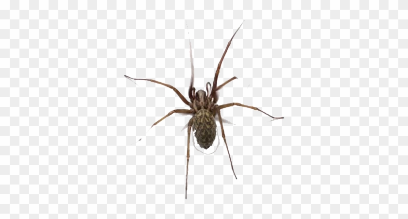 Insect Clipart #1026660