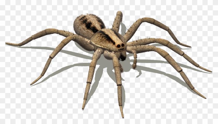 Spider Google Search Bugs Pinterest Wolf And - Hobo Spider Png Clipart #1026766