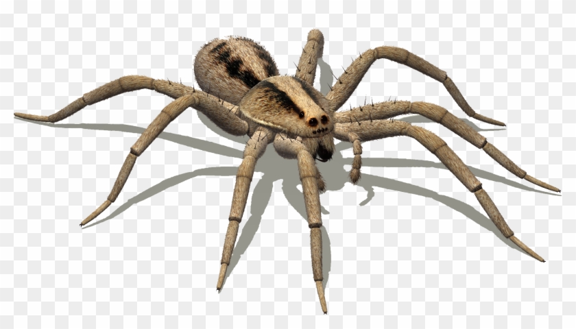 Spider Google Search Bugs Pinterest Wolf And - Hobo Spider Png Clipart