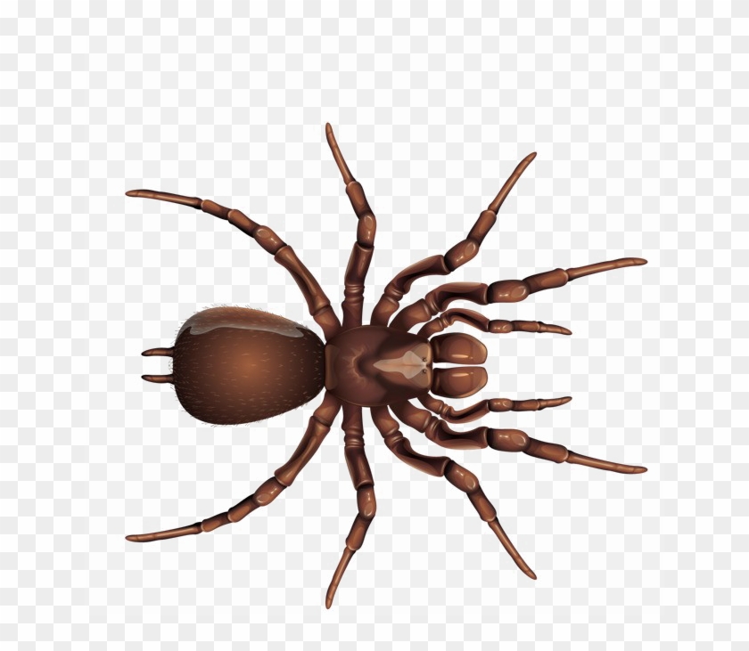 Brown Spider Png Image Background - Insects With White Background Clipart #1026798