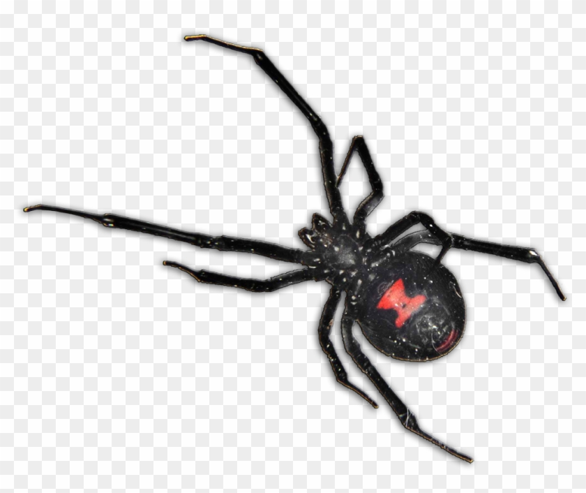 Black Widow Spider Pcs - Black Widow Spider South Africa Clipart #1026913
