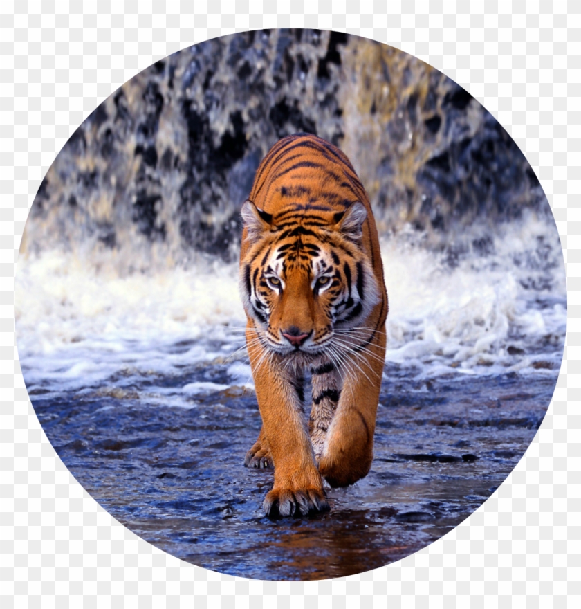 Tiger Png - Endangered Animal Bengal Tiger Clipart
