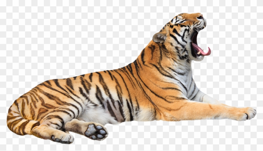 Tiger - Siberian Tiger Clipart