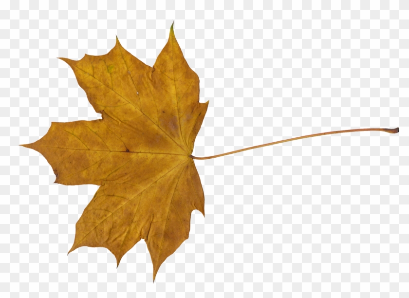 Free Download - Watercolor Maple Leaf Transparent Clipart