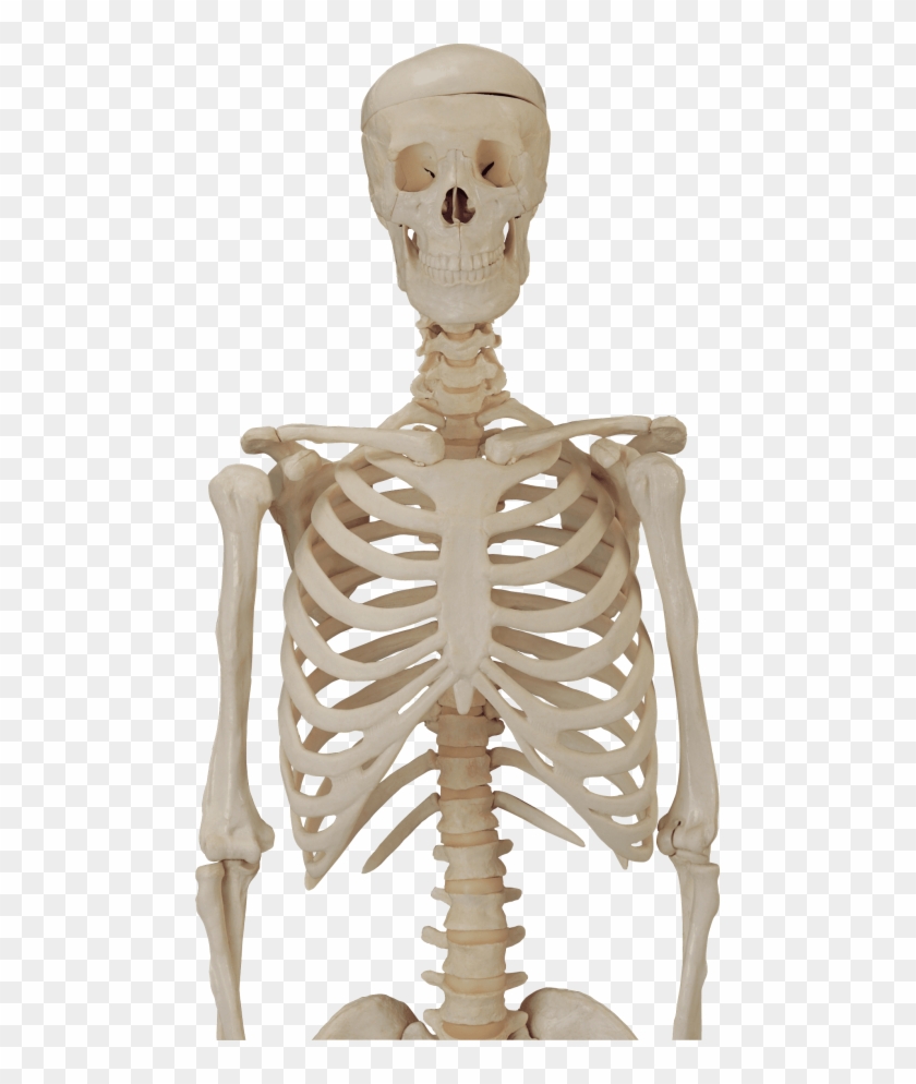 Free Png Download Skeleton, Skull Png Images Background - Skeleton Png Hd Clipart #1028610