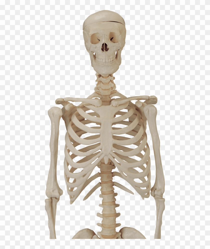 Free Png Download Skeleton, Skull Png Images Background - Skeleton Png Hd Clipart