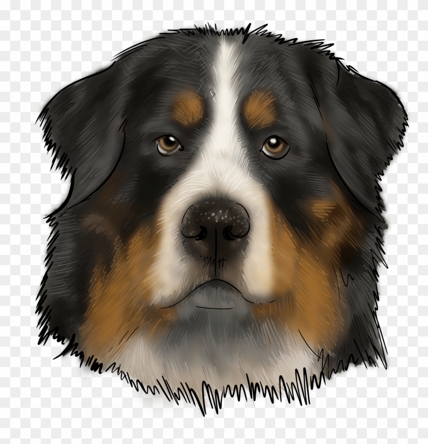 The Bernese Mountain Dog, Or Known As Bernies Or Berners, Clipart