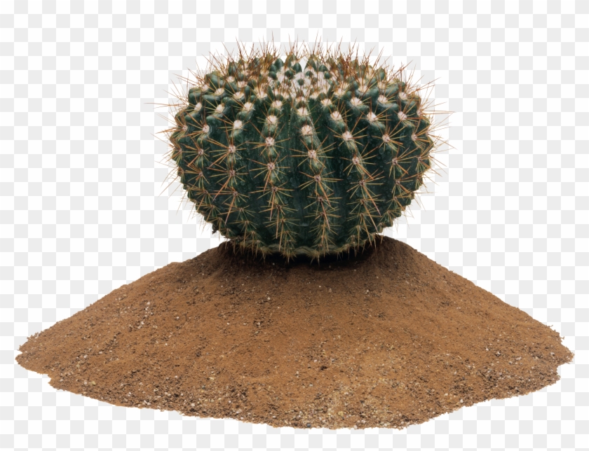 Cactus Clipart #1030735