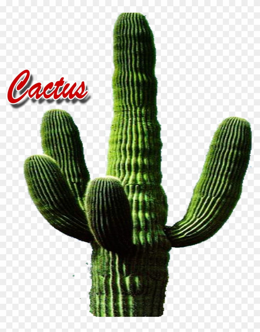 Hedgehog Cactus Clipart #1030897