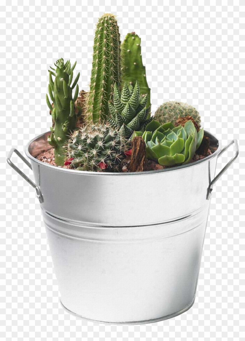 Cactus - Cactus And Succulents Png Clipart
