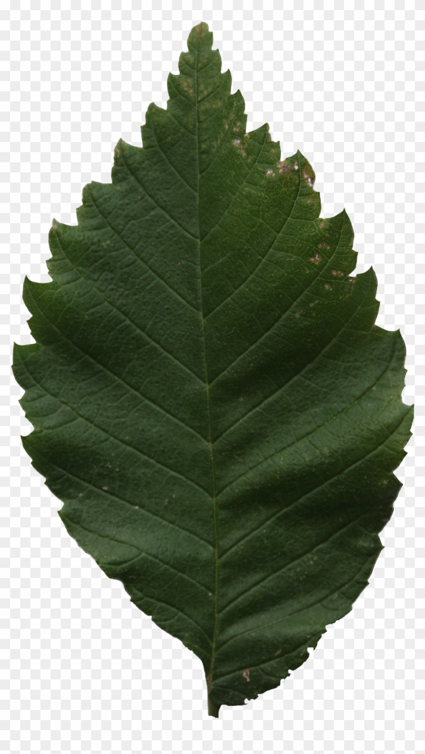 Leaf Texture Png - Ulmus Alata Clipart #1031293