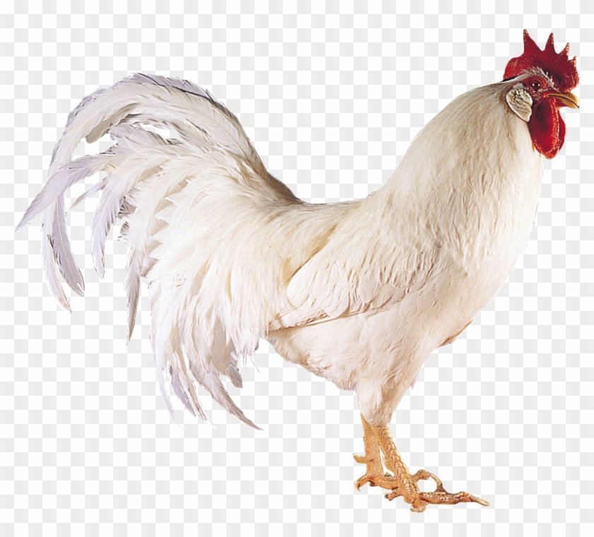 Chicken Png Image - Boca A River 2011 Clipart #1031874