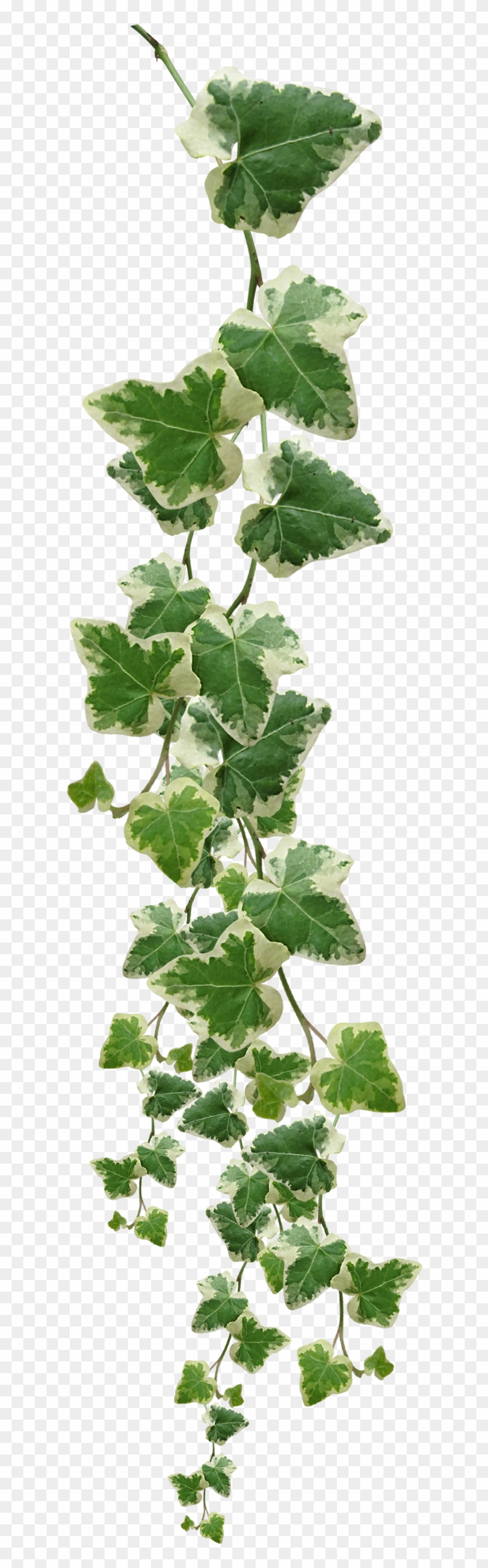 3 Photos, Plant - Vines Png Clipart #1033003