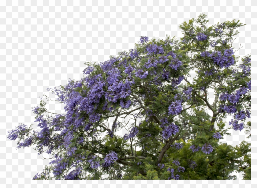 Mq Sticker - Png Purple Flowers Bush Transparent Clipart #1033096