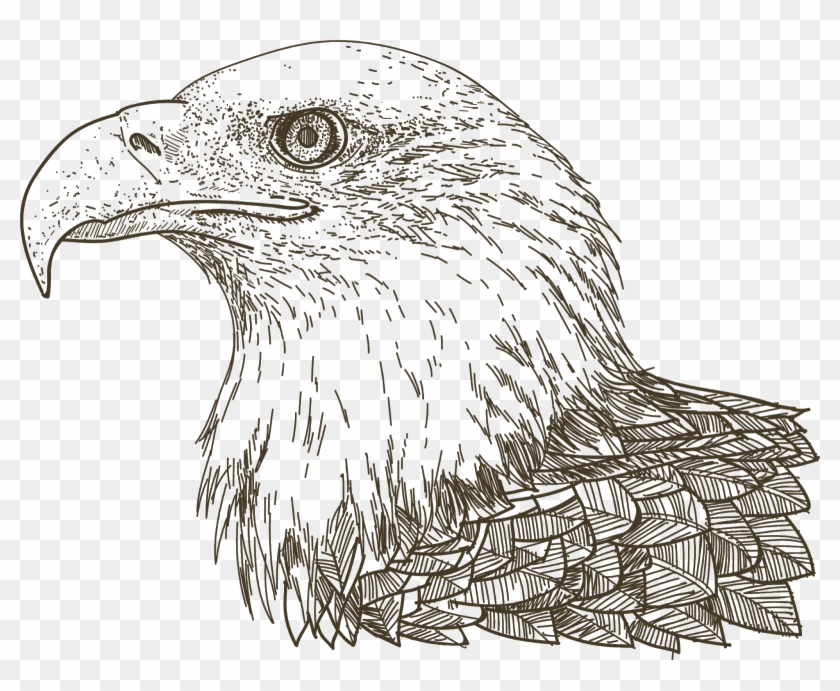 Eagle Png Logo - Drawing Clipart