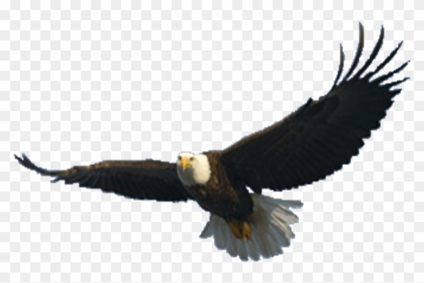 Free Png Download Eagle Png Images Background Png Images - Flying Eagle Png Clipart #1033316