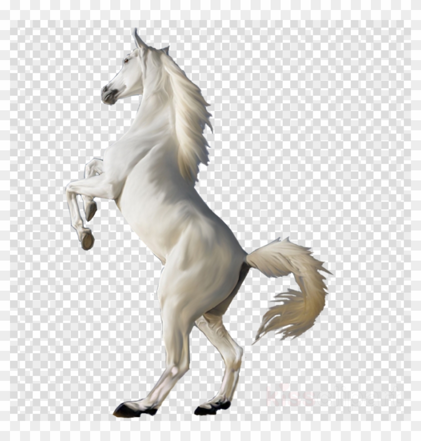 Transparent Horse Png Clipart Horse