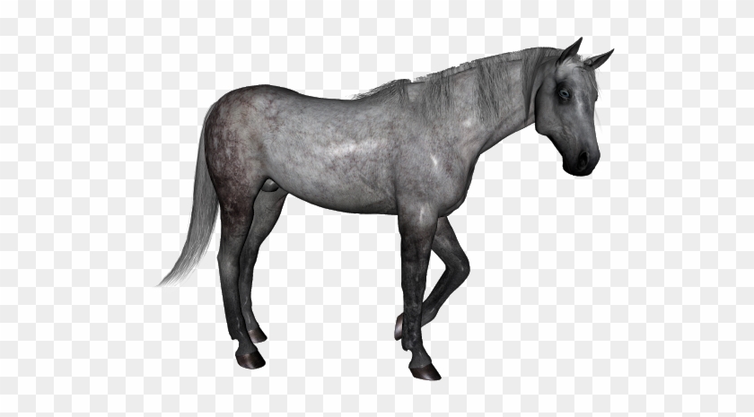 Dapple Grey Horse - Stallion Clipart