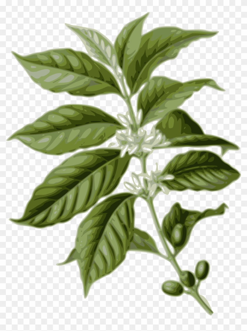 This Free Icons Png Design Of Coffee Leaves Clipart