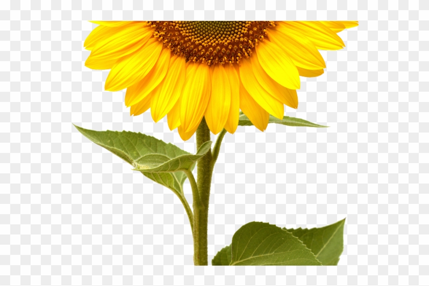 Sunflowers Png Transparent Images - Single Sun Flower Hd Clipart #1034335