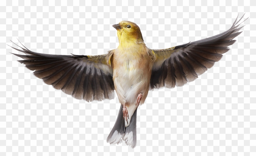 Bird Png - Goldfinch Bird Png Clipart #1034648