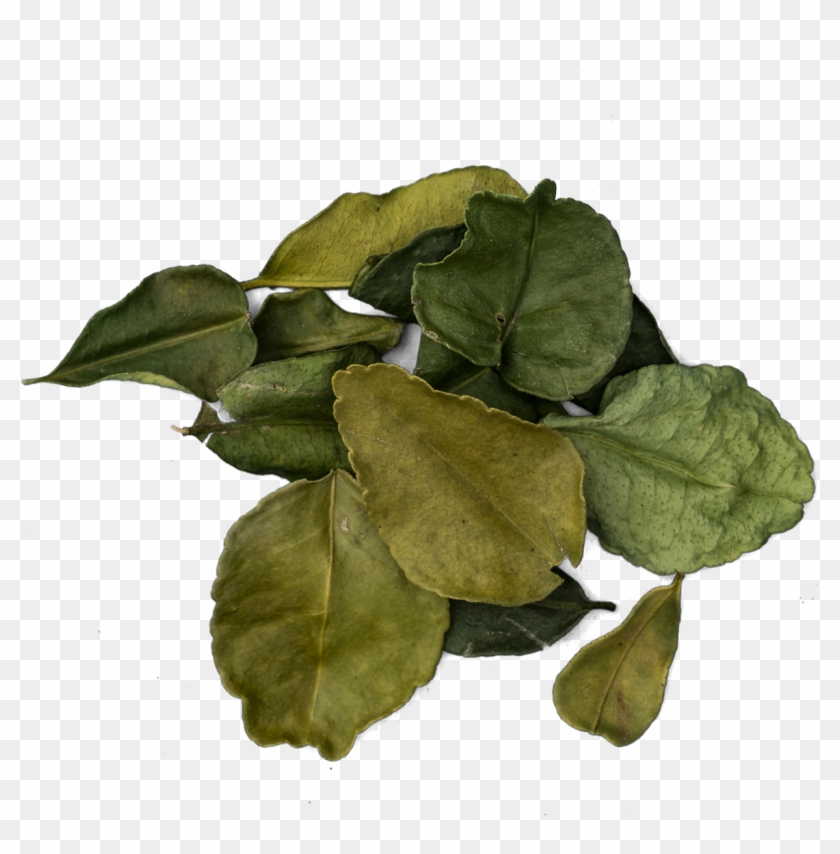 Kaffir Lime Leaves Png - Kurri Clipart