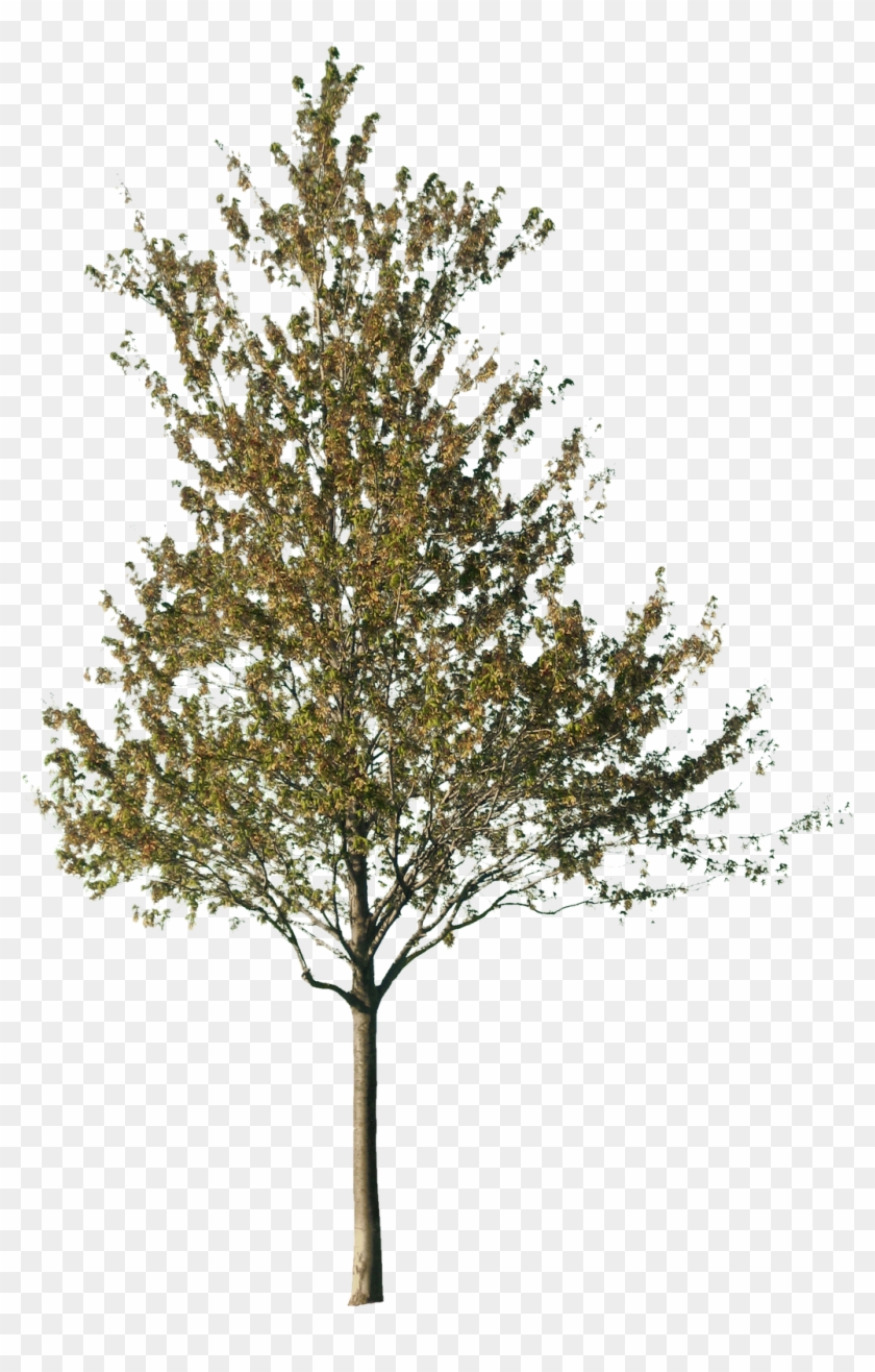 1600 X 1600 44 - Cut Out Tree Png Clipart #1035463
