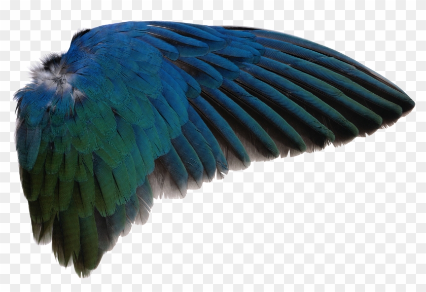 Bird Wings Png - Bird Wing Transparent Background Clipart