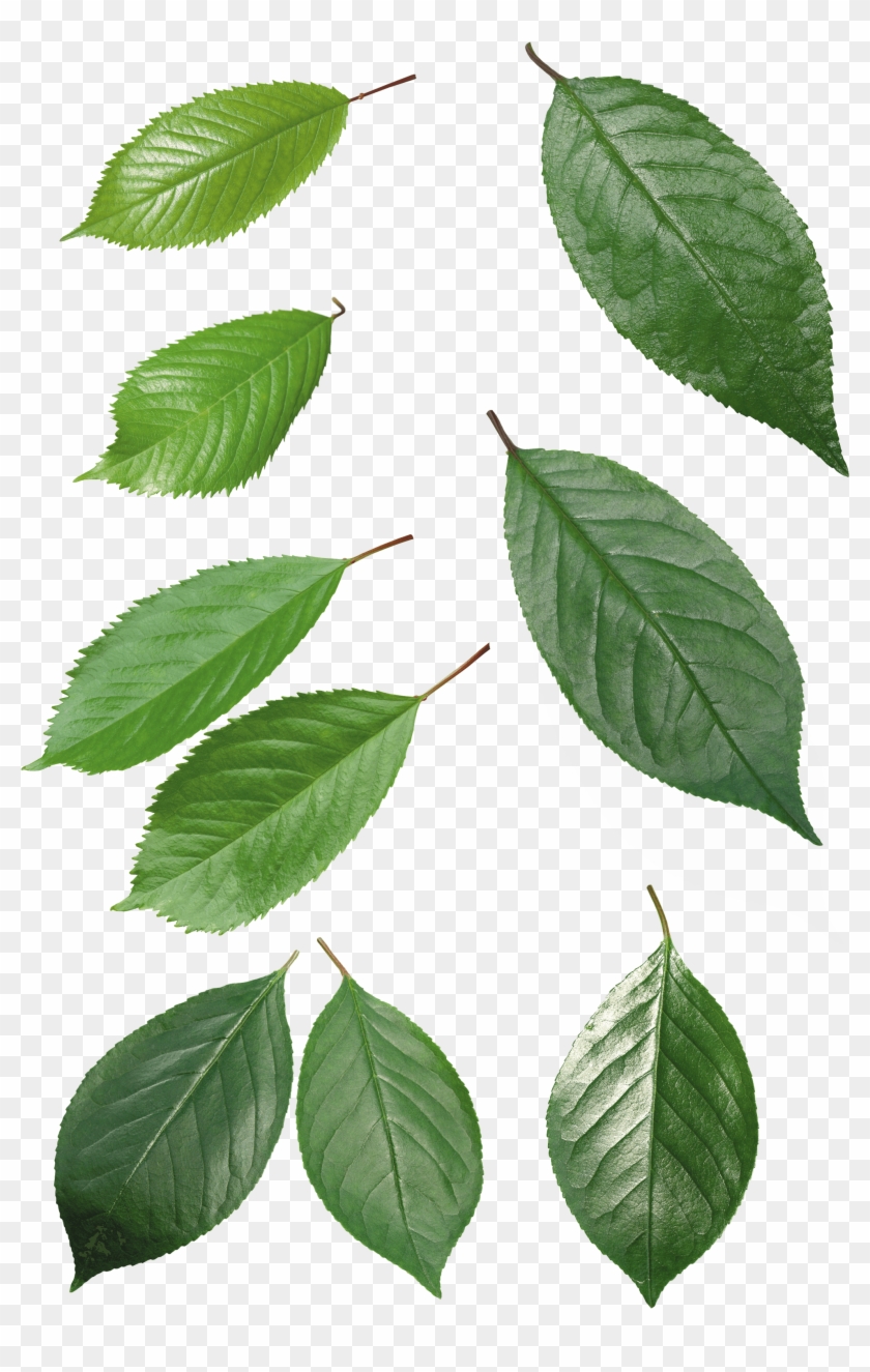 Download Png Image - Long Leaves Transparent Background Clipart #1036415
