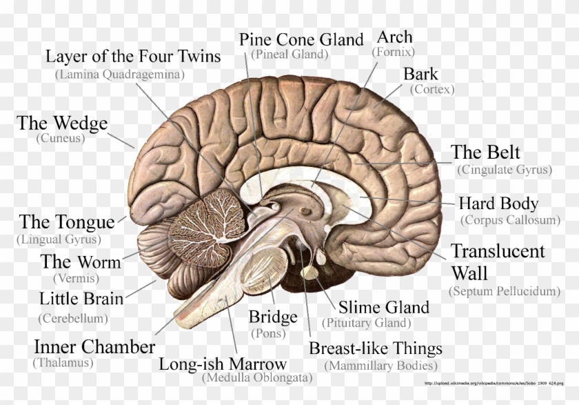 Brain Png Image - Part Of The Brain Controls Long Term Memory Clipart #1036541