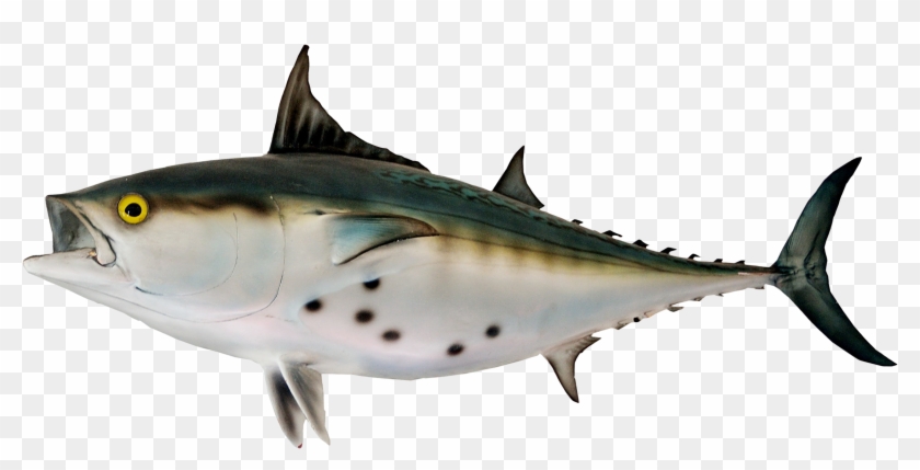 Bonito Fish Png Transparent Image - Bonito Png Clipart #1036580