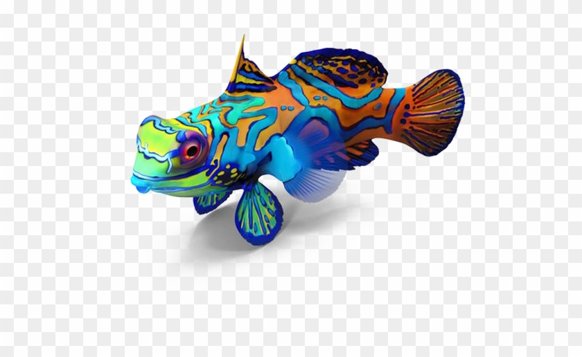 Fish Png Image Transparent Background - Mandarin Fish No Background Clipart