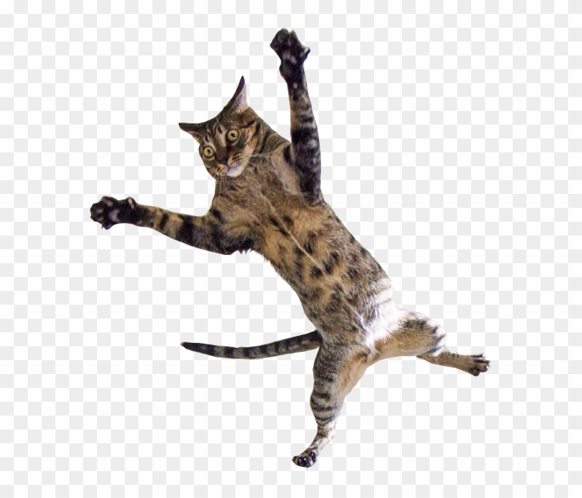 582 X 639 12 - Flying Cat Clipart #1037963