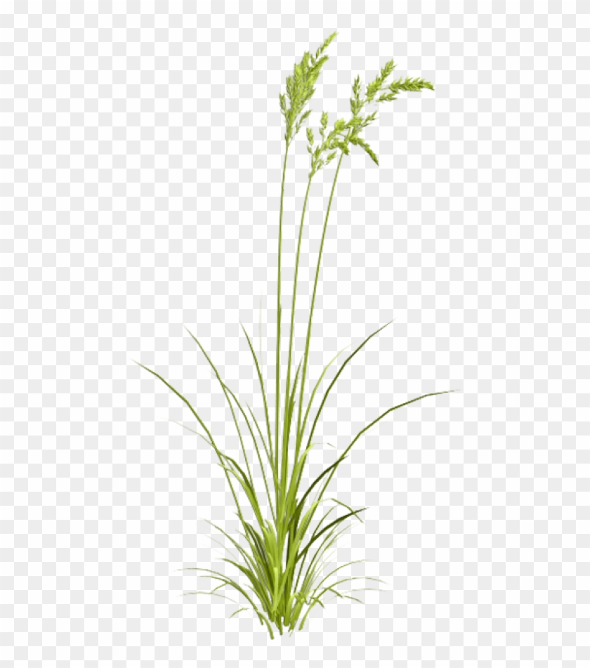 Free Png Download Sweet Grass Png Images Background - Transparent Watercolor Grass Clipart #1038792