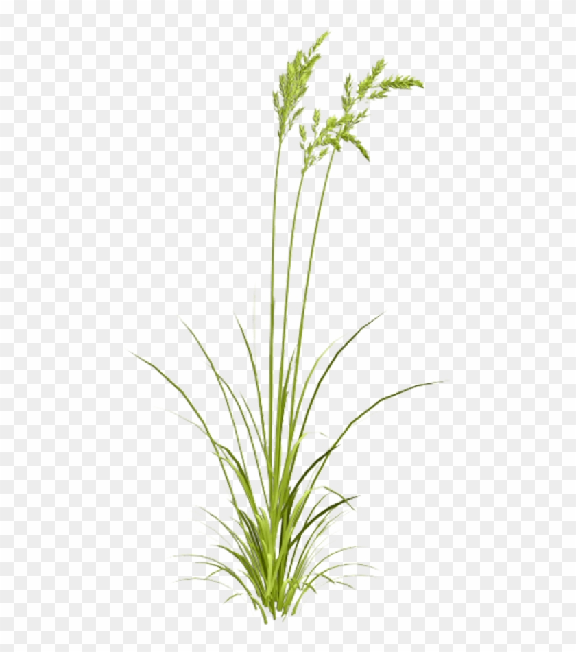 Free Png Download Sweet Grass Png Images Background - Transparent Watercolor Grass Clipart