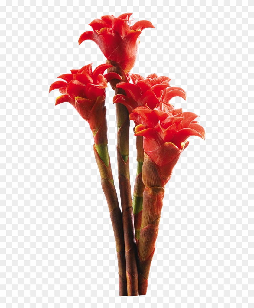 Fiery Flowers Blossom On Thick Stems - Torch Ginger Plant Png Clipart