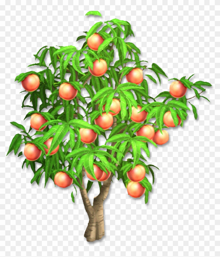 Peach Tree - Peach Clipart