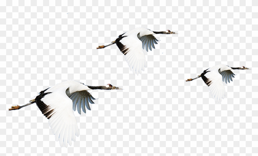 Vector Bird Crane Clipart