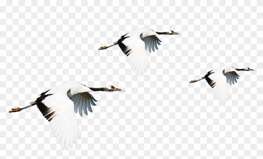 Vector Bird Crane Clipart #1045585