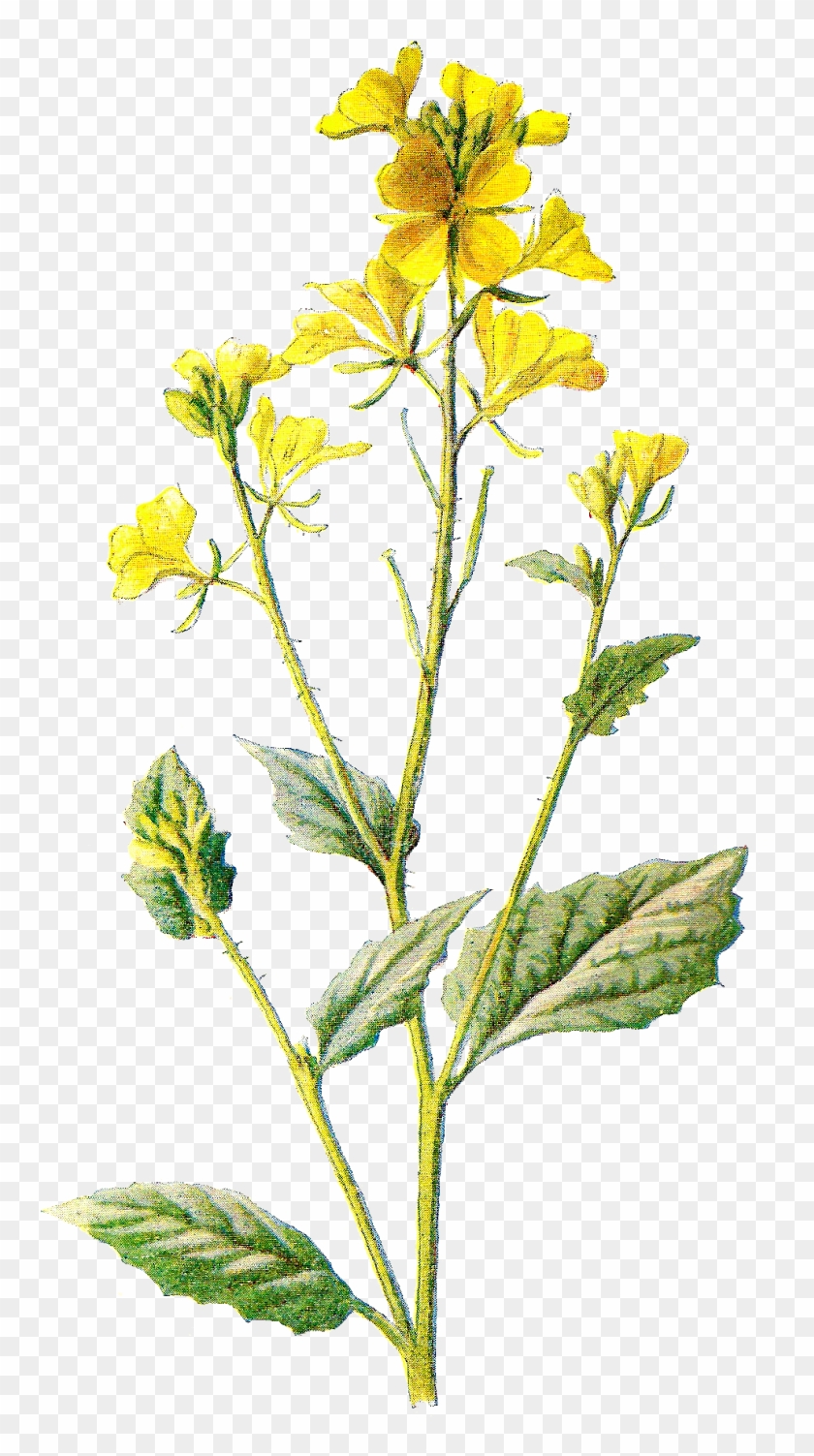 Digital Wildflower Downloads - Wild Flower Clipart - Png Download #1046003