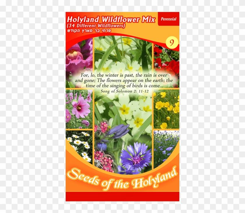 Packet Of Seeds To Grow A Beautiful Garden Of 34 Types - African Daisy Clipart