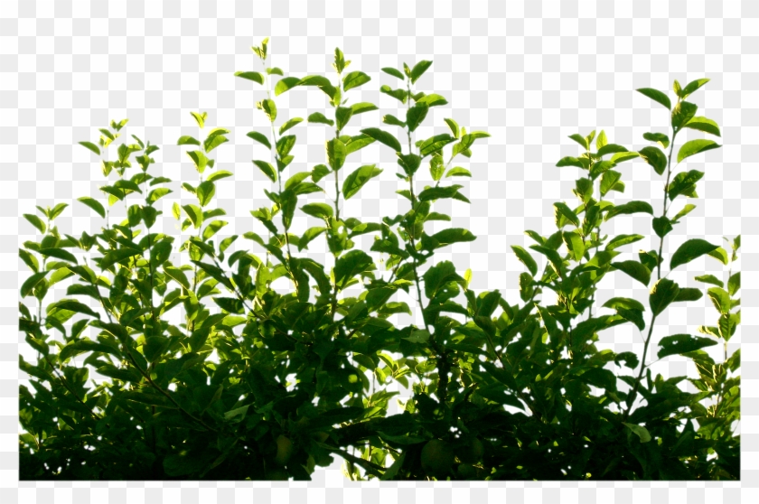 Green Leaf Png Pic Clipart