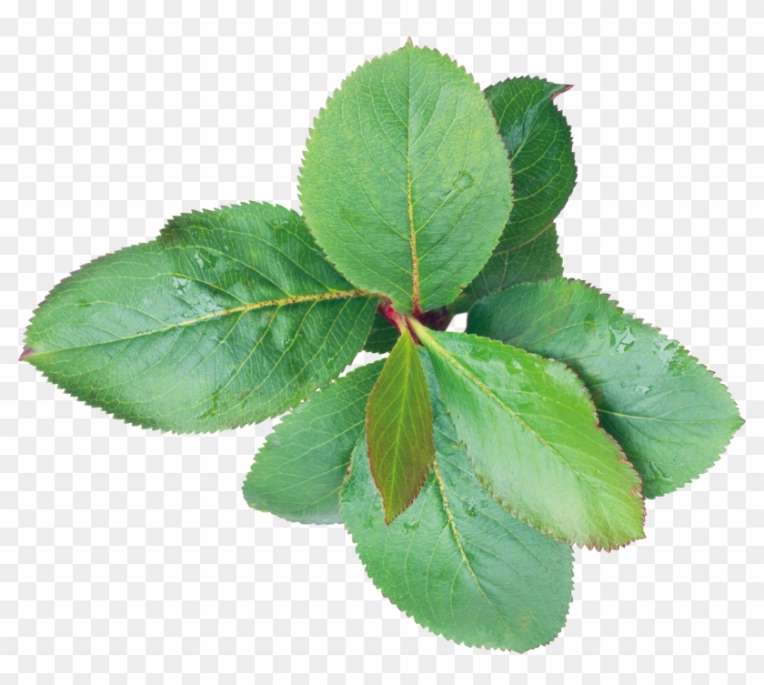 Transparency Leaf Transparent Png Clipart