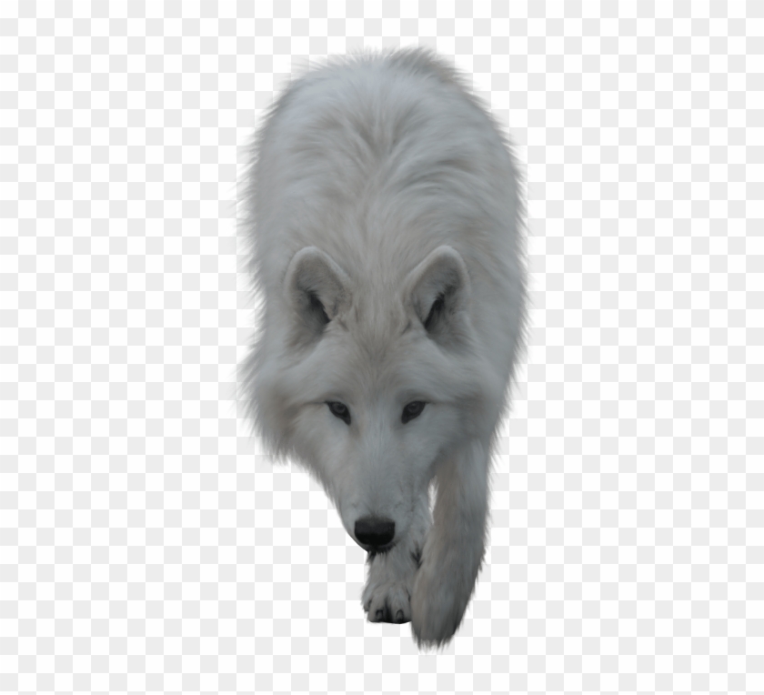 white wolf png