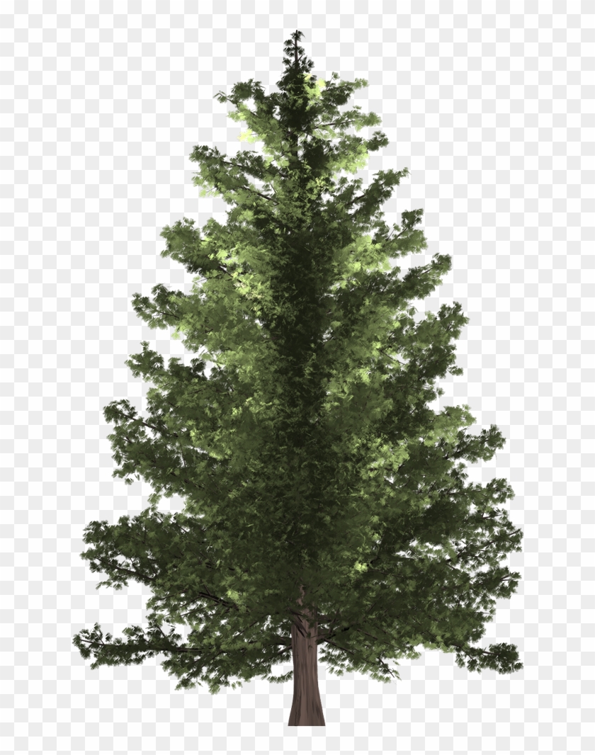 Pine Tree - Christmas Tree Clipart