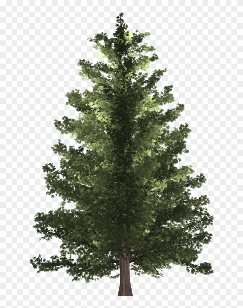 Pine Tree - Christmas Tree Clipart #1049356